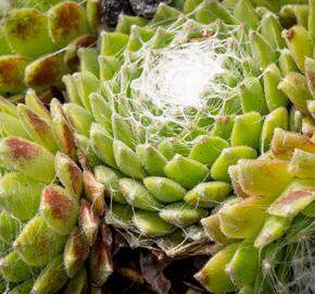 Netřesk 'Jubilee' - Sempervivum 'Jubilee'
