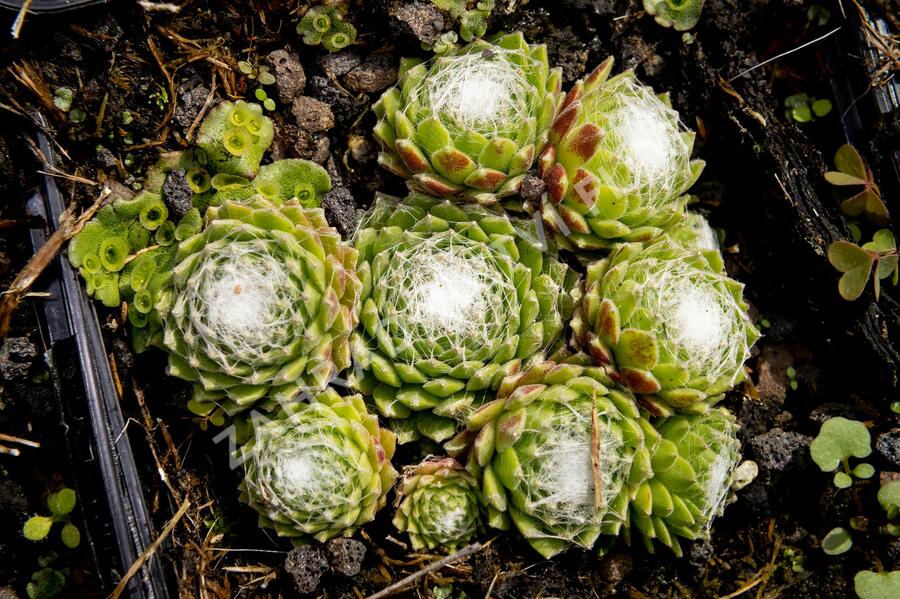 Netřesk 'Jubilee' - Sempervivum 'Jubilee'