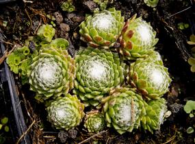 Netřesk 'Jubilee' - Sempervivum 'Jubilee'