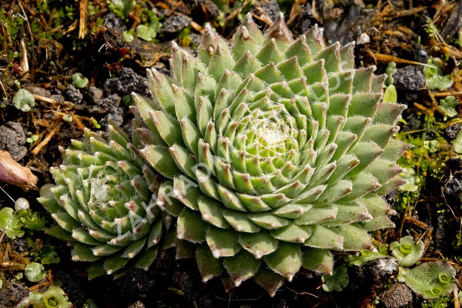 Netřesk 'Koko Flanel' - Sempervivum 'Koko Flanel'