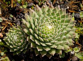 Netřesk 'Koko Flanel' - Sempervivum 'Koko Flanel'