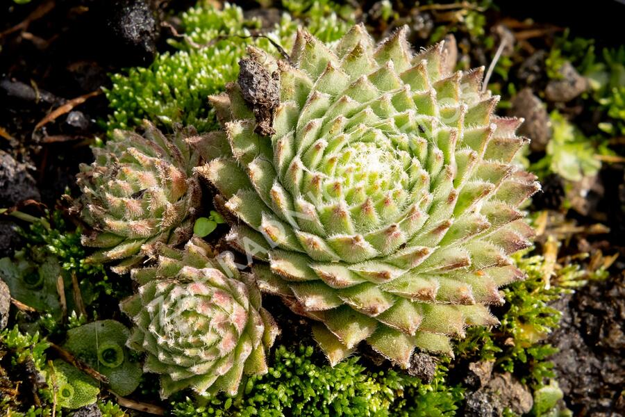 Netřesk 'Koko Flanel' - Sempervivum 'Koko Flanel'