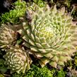 Netřesk 'Koko Flanel' - Sempervivum 'Koko Flanel'