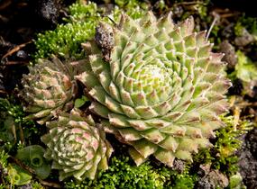 Netřesk 'Koko Flanel' - Sempervivum 'Koko Flanel'