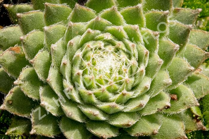 Netřesk 'Koko Flanel' - Sempervivum 'Koko Flanel'