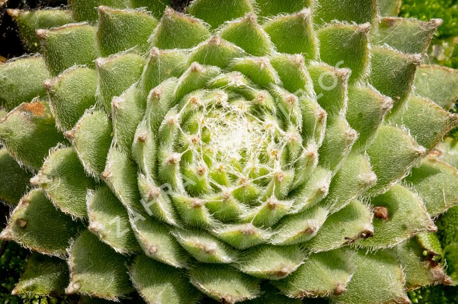 Netřesk 'Koko Flanel' - Sempervivum 'Koko Flanel'