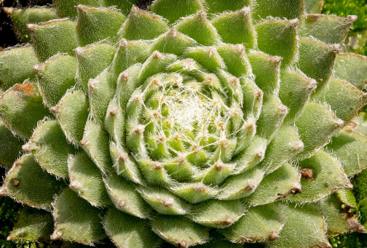 Netřesk 'Koko Flanel' - Sempervivum 'Koko Flanel'