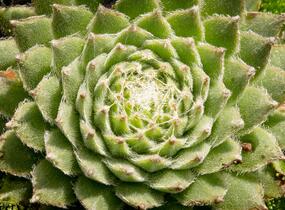 Netřesk 'Koko Flanel' - Sempervivum 'Koko Flanel'