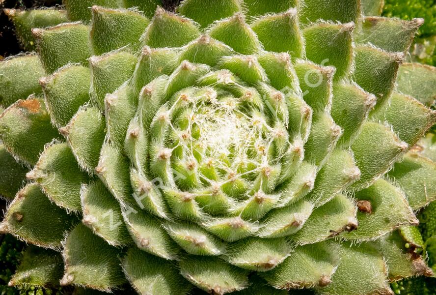 Netřesk 'Koko Flanel' - Sempervivum 'Koko Flanel'