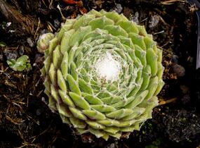 Netřesk 'Kramer Spinrad' - Sempervivum 'Kramer Spinrad'