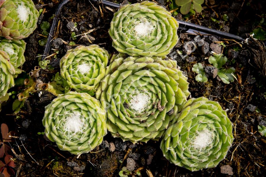 Netřesk 'Kramer Spinrad' - Sempervivum 'Kramer Spinrad'