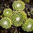 Netřesk 'Kramer Spinrad' - Sempervivum 'Kramer Spinrad'