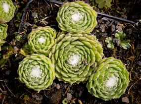 Netřesk 'Kramer Spinrad' - Sempervivum 'Kramer Spinrad'