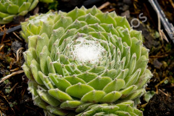 Netřesk 'Kramer Spinrad' - Sempervivum 'Kramer Spinrad'