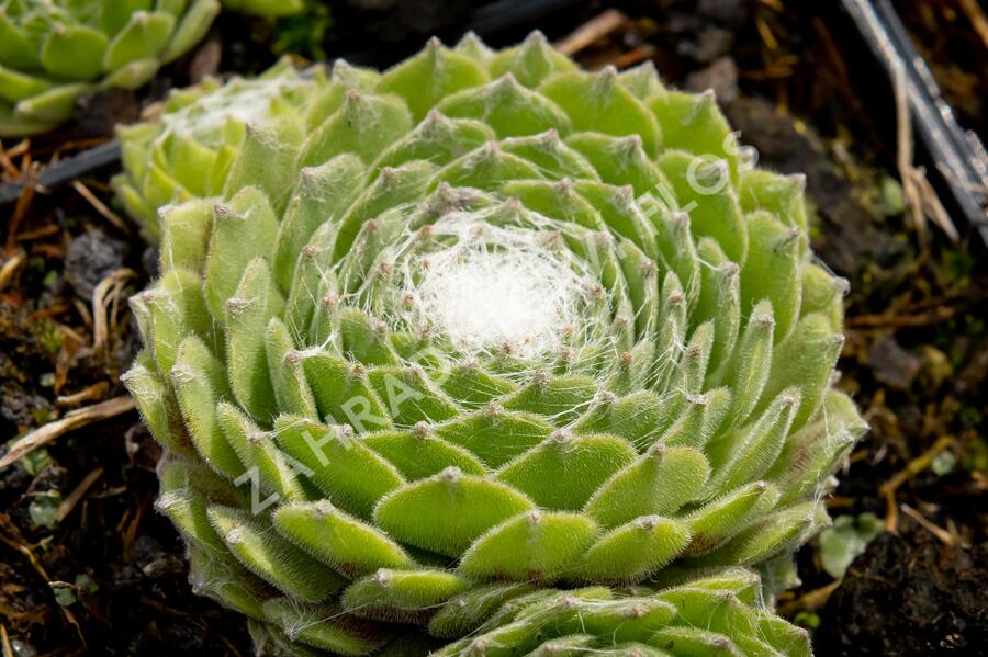 Netřesk 'Kramer Spinrad' - Sempervivum 'Kramer Spinrad'