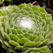 Netřesk 'Kramer Spinrad' - Sempervivum 'Kramer Spinrad'