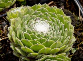 Netřesk 'Kramer Spinrad' - Sempervivum 'Kramer Spinrad'