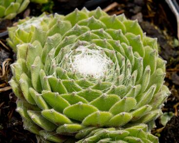 Netřesk 'Kramer Spinrad'