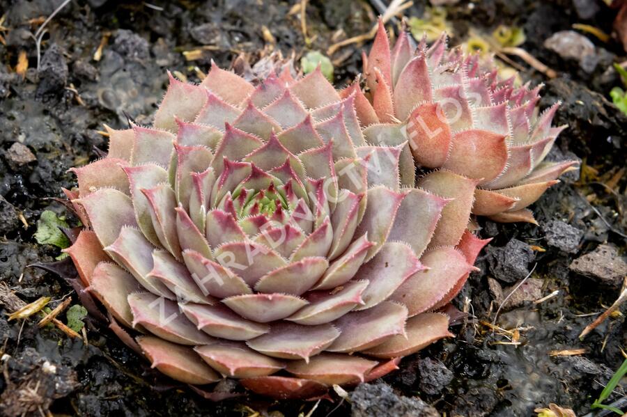 Netřesk 'Lipari' - Sempervivum 'Lipari'