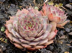 Netřesk 'Lipari' - Sempervivum 'Lipari'