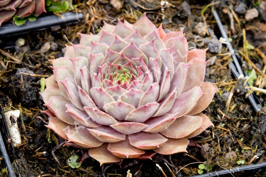 Netřesk 'Lipari' - Sempervivum 'Lipari'
