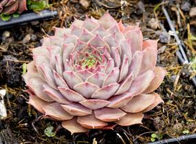Netřesk 'Lipari' - Sempervivum 'Lipari'
