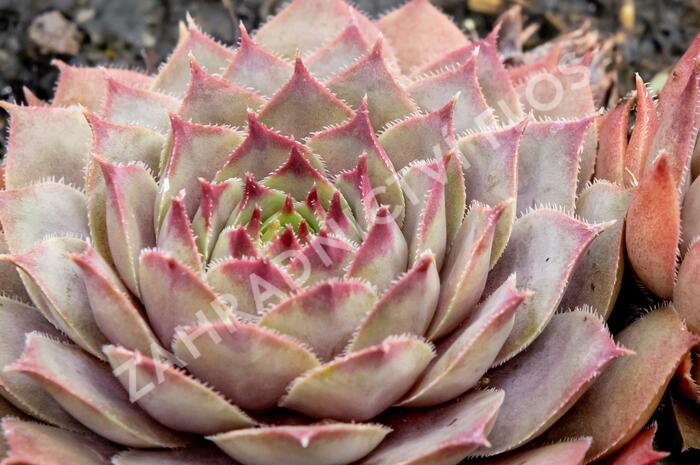 Netřesk 'Lipari' - Sempervivum 'Lipari'