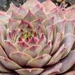 Netřesk 'Lipari' - Sempervivum 'Lipari'