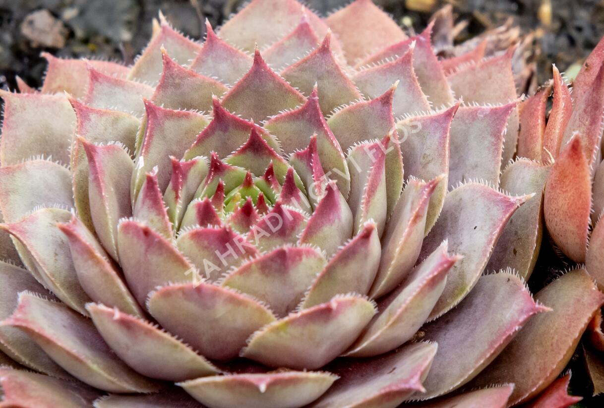 Netřesk 'Lipari' - Sempervivum 'Lipari'