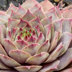 Netřesk 'Lipari' - Sempervivum 'Lipari'