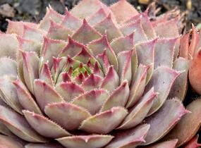 Netřesk 'Lipari' - Sempervivum 'Lipari'