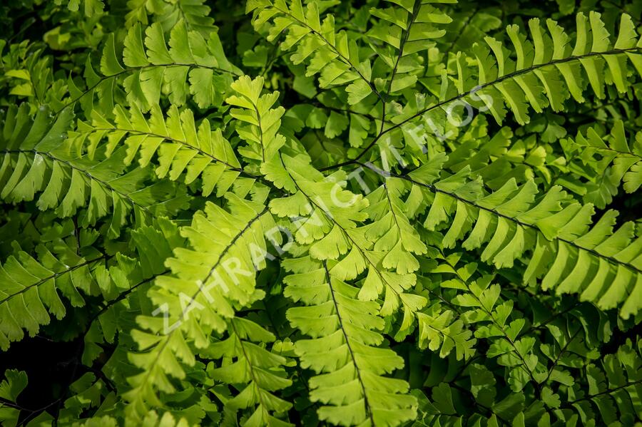 Netík znožený 'Imbricatum' - Adiantum pedatum 'Imbricatum'