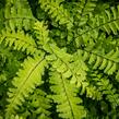 Netík znožený 'Imbricatum' - Adiantum pedatum 'Imbricatum'