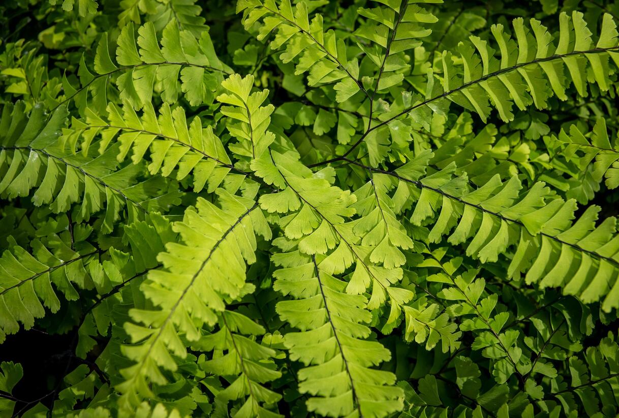 Netík znožený 'Imbricatum' - Adiantum pedatum 'Imbricatum'
