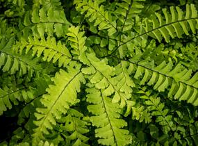 Netík znožený 'Imbricatum' - Adiantum pedatum 'Imbricatum'