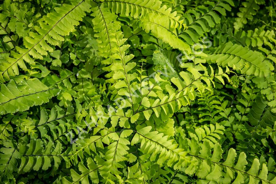 Netík znožený 'Imbricatum' - Adiantum pedatum 'Imbricatum'