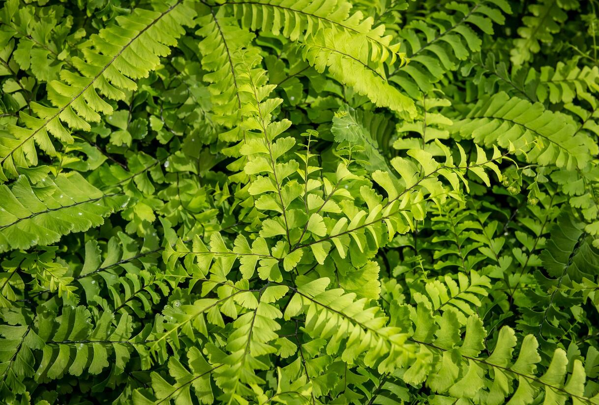 Netík znožený 'Imbricatum' - Adiantum pedatum 'Imbricatum'