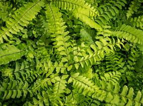 Netík znožený 'Imbricatum' - Adiantum pedatum 'Imbricatum'