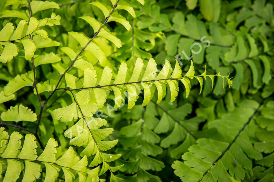 Netík znožený 'Imbricatum' - Adiantum pedatum 'Imbricatum'