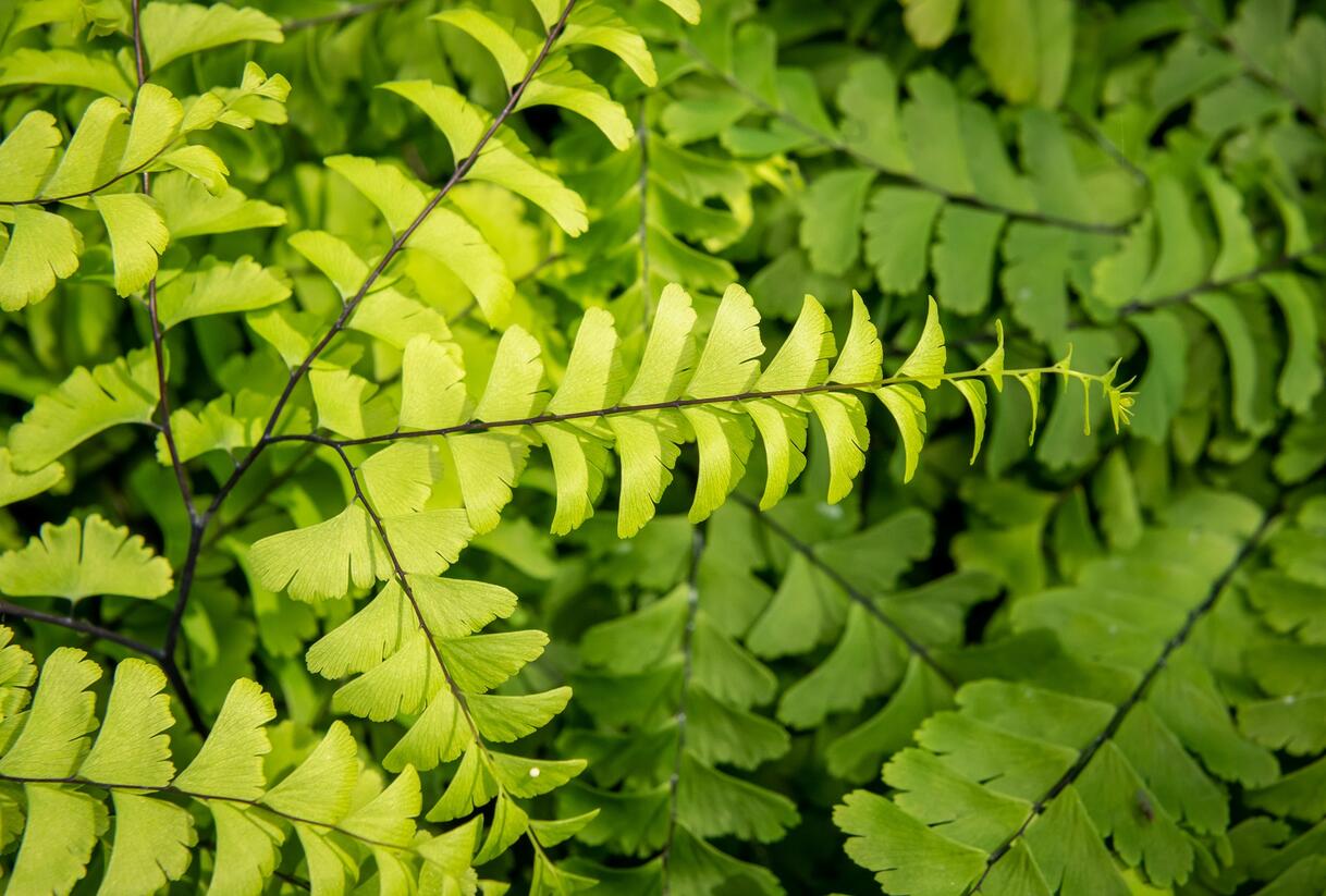 Netík znožený 'Imbricatum' - Adiantum pedatum 'Imbricatum'