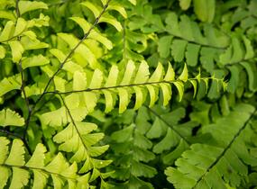 Netík znožený 'Imbricatum' - Adiantum pedatum 'Imbricatum'