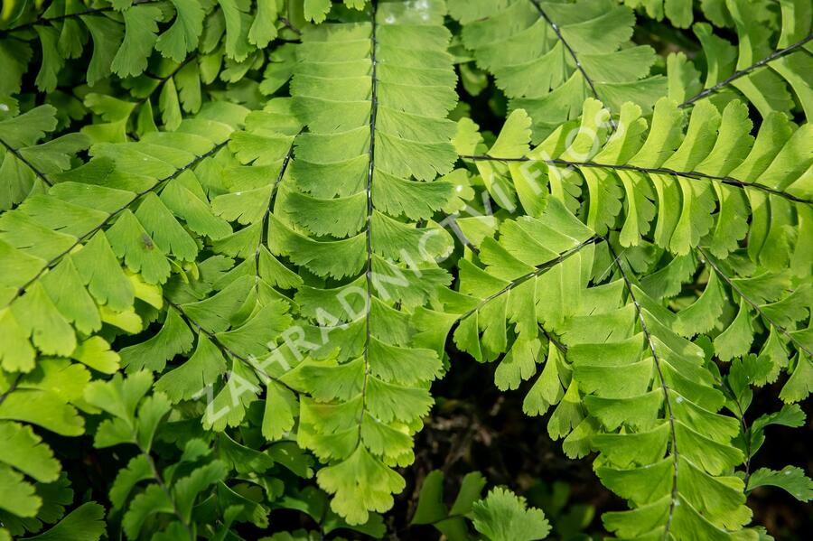 Netík znožený 'Imbricatum' - Adiantum pedatum 'Imbricatum'