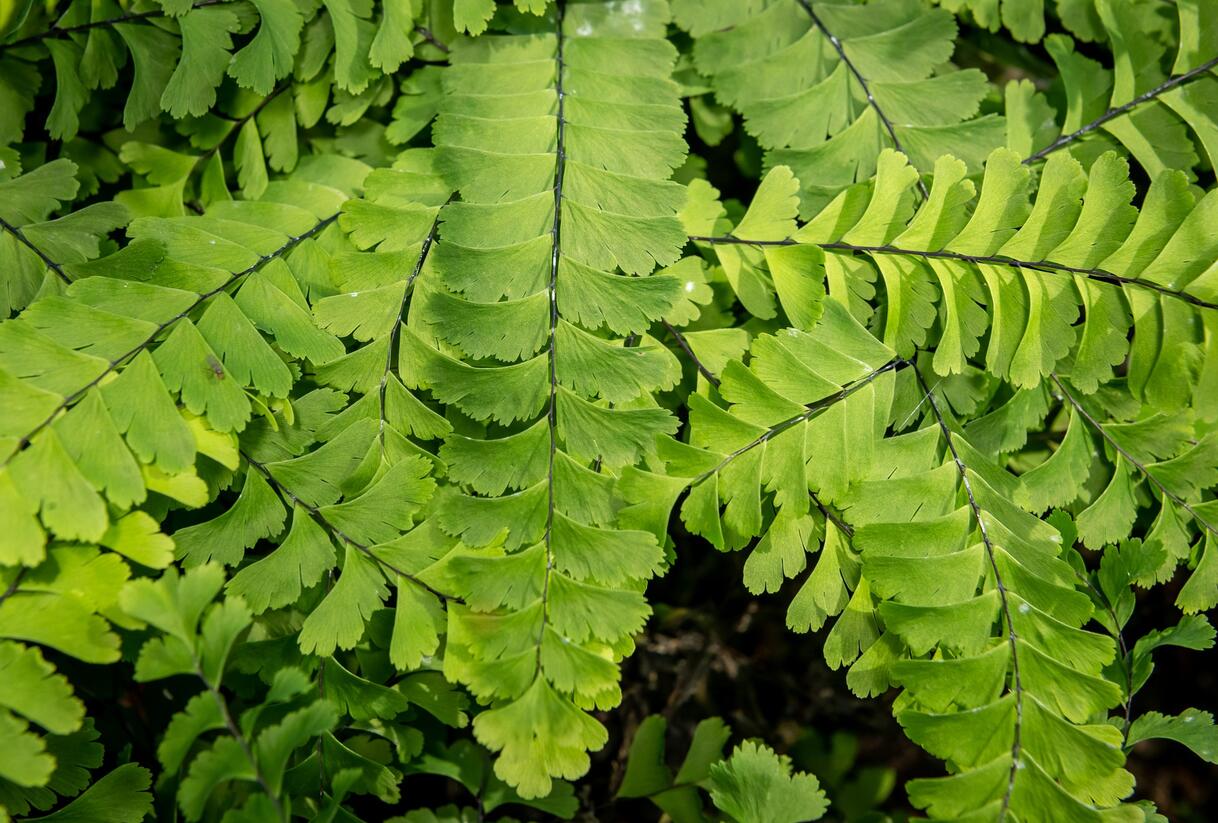 Netík znožený 'Imbricatum' - Adiantum pedatum 'Imbricatum'