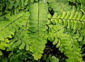 Netík znožený 'Imbricatum' - Adiantum pedatum 'Imbricatum'
