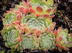 Netřesk - Sempervivum montanum
