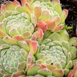 Netřesk - Sempervivum montanum