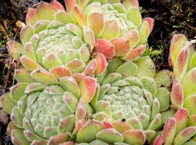 Netřesk - Sempervivum montanum