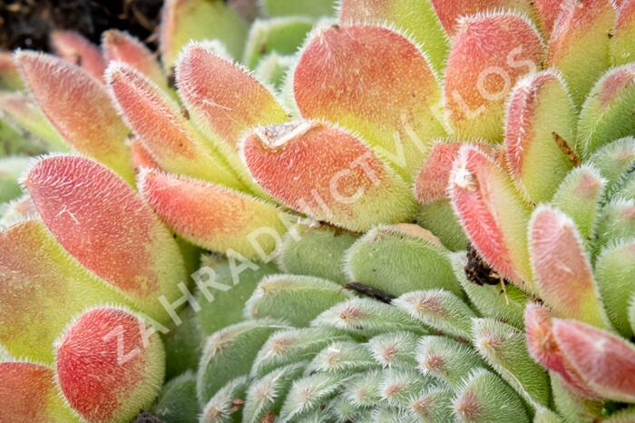 Netřesk - Sempervivum montanum