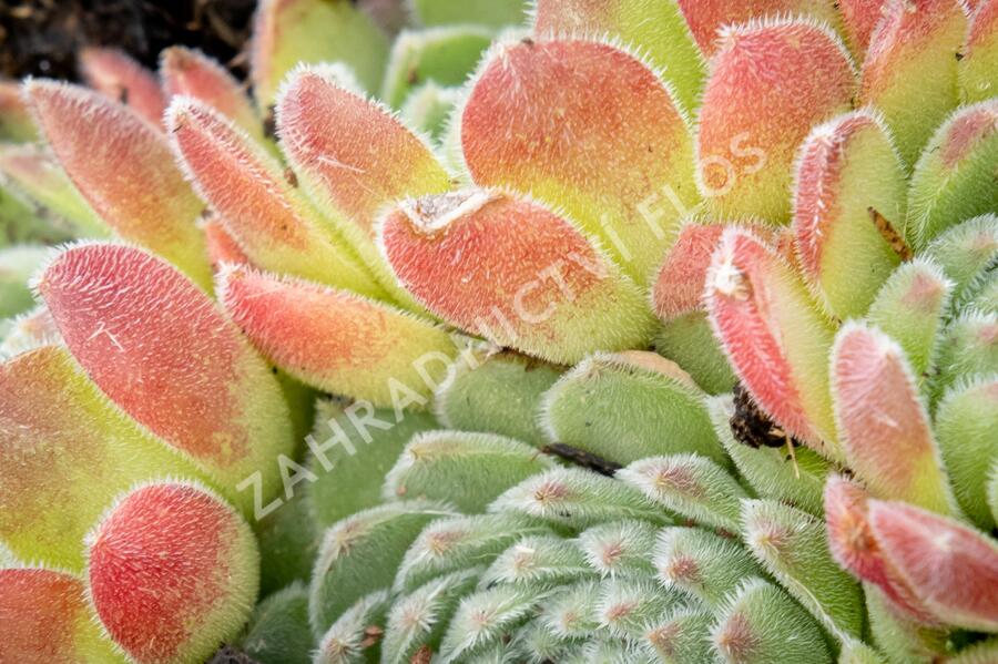 Netřesk - Sempervivum montanum