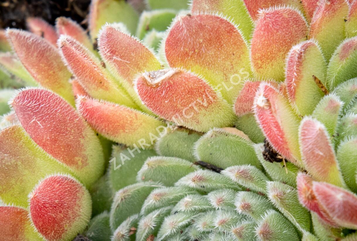 Netřesk - Sempervivum montanum